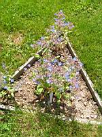 Borago officinalis (1) (Photo F. Mrugala)